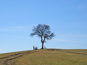 Baum 2008